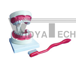 The model of teeth care